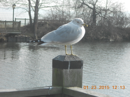 Havre Grace Pier