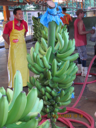 Del Monte Banana Plantation