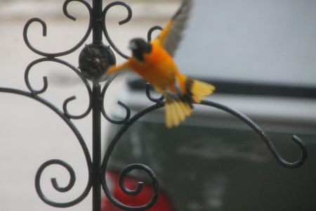 Flight of the Oriole