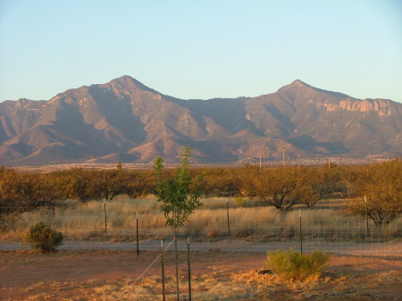 The Huachuca Mountains 