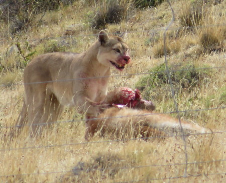 Puma kill in Patagonia 