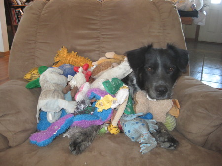 Bandit and his toys