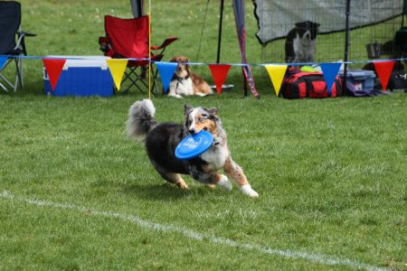 Pamela Wyman's album, Shadow- My amazing Frisbee Dog! 