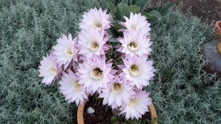 echinopsis"tubaflora"