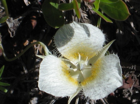 Wildflowers.