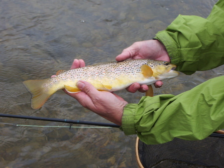 Nice brown Trout