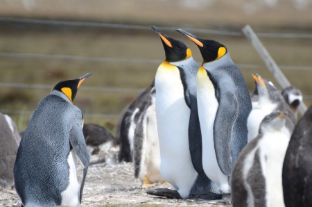 Falklands, King and Gentoo penguins