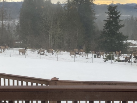 Elk at our back fence, 1st time  ever Jan 2019