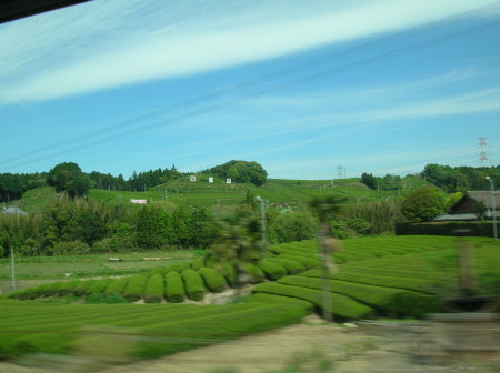 200mph through the tea fields