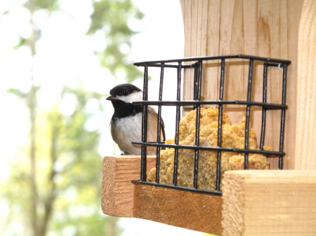 At the bird feeder
