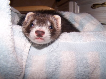 Our ferret - Ellie Mae