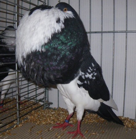 Unique pigeons