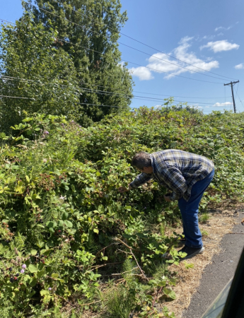 Blackberry picking Longview WA 2023