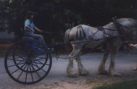 clydesdale stallion