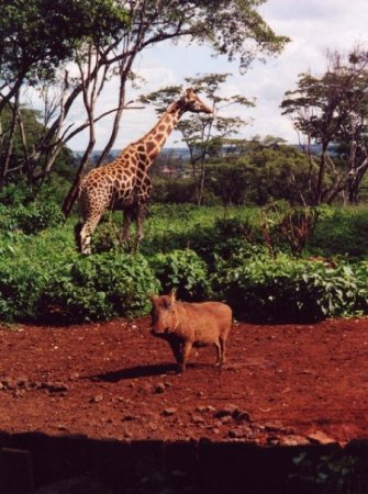 Adventures in Kenya 2002