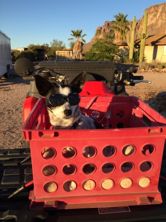 Cookie ready for ATV adventure