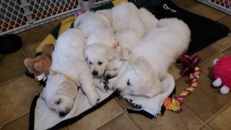 Puppy pile up.