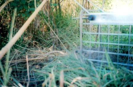 juvenile cottontail ventures forth