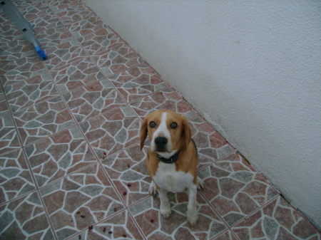 Allan our Beagle