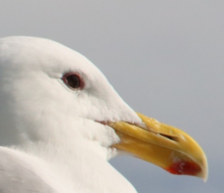 Gull, up close and personal.