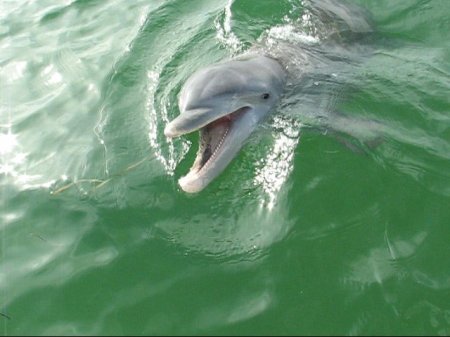 Tom Bridges' album, Fishin&#39; in Pine Island Sound