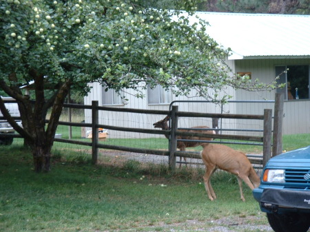 Deer at Yard Sale