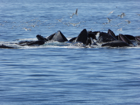 Alaska whales bubble net feeding!