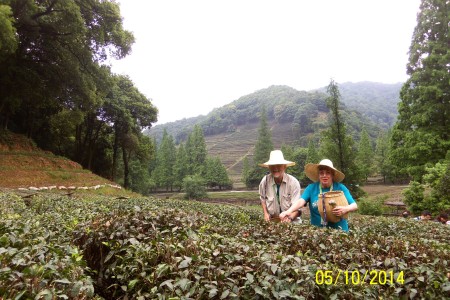 Tea pickers