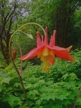 WA State Wildflower