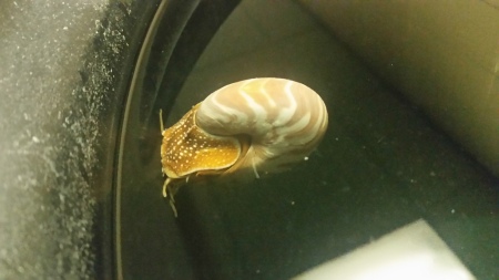 Chambered Nautilus!