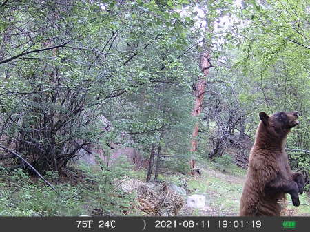 Big Cinnamon Black Bear !