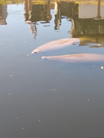 Two Manatees by my home in Florida