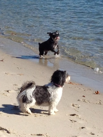 Our Dogs on the beach (dah)