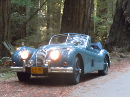 XK-140 in the Northern CA Redwoods