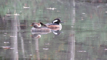 A pair of Hooded Mergansers in our pond!