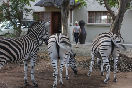 zebra at house