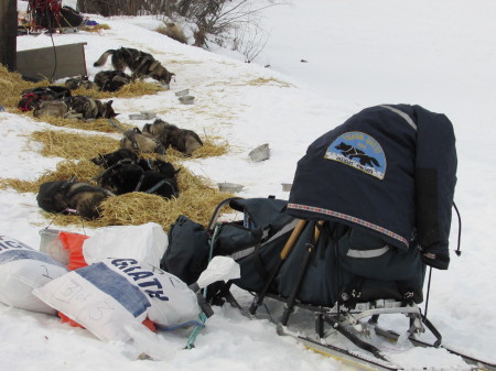 Iditarod team resting