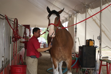 Clydesdale getting groomed!