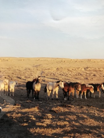 My Herd Of Mustangs!