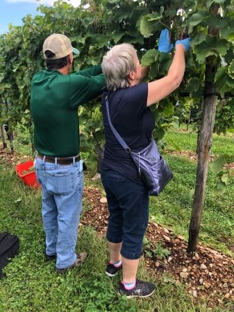 Picking Proseco Grapes at Podere Gelisi Fall21
