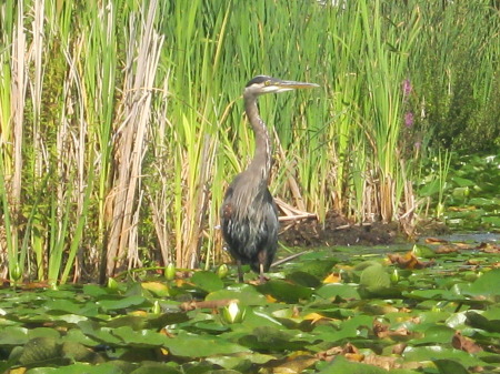 Seattle wildlife