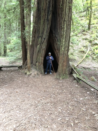 Armstrong Woods, Guerneville CA