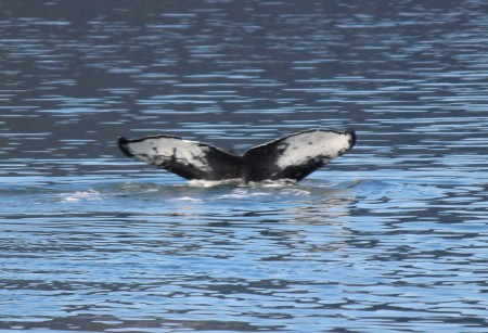 Humpback whale 2019 in Alaska cruise