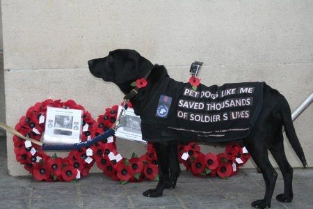 Pet dogs like me saved thousands of soldier's 