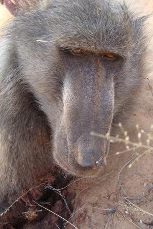 A Jimmy Durante nose???