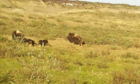 Musk Oxen