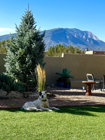 Chilling out back on a beautiful morning