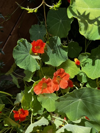 My beautiful Nasturtium’s