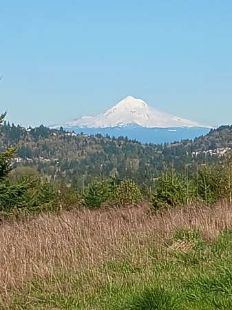 View of Mt Hood from Powell Butte Nature Park 