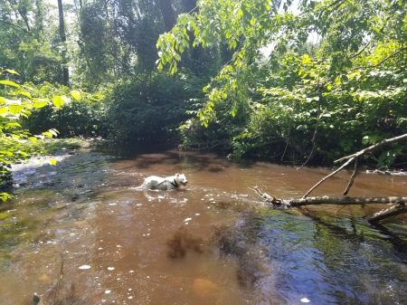 Loki in The Rapids !! late spring 2022